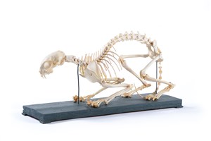 Image description is not available for 2007.2.14